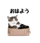 ぎゅっと抱きしめ猫の日常スタンプ（個別スタンプ：3）