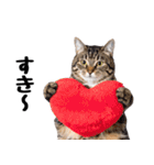 ぎゅっと抱きしめ猫の日常スタンプ（個別スタンプ：5）