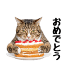 ぎゅっと抱きしめ猫の日常スタンプ（個別スタンプ：6）