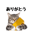 ぎゅっと抱きしめ猫の日常スタンプ（個別スタンプ：7）