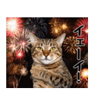 ぎゅっと抱きしめ猫の日常スタンプ（個別スタンプ：8）