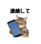 ぎゅっと抱きしめ猫の日常スタンプ（個別スタンプ：10）