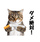 ぎゅっと抱きしめ猫の日常スタンプ（個別スタンプ：11）