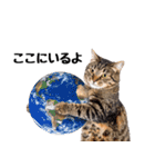 ぎゅっと抱きしめ猫の日常スタンプ（個別スタンプ：12）