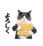 ぎゅっと抱きしめ猫の日常スタンプ（個別スタンプ：13）