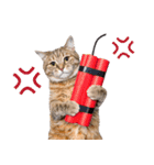 ぎゅっと抱きしめ猫の日常スタンプ（個別スタンプ：14）