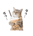 ぎゅっと抱きしめ猫の日常スタンプ（個別スタンプ：17）
