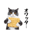 ぎゅっと抱きしめ猫の日常スタンプ（個別スタンプ：18）