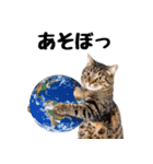 ぎゅっと抱きしめ猫の日常スタンプ（個別スタンプ：20）