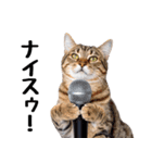 ぎゅっと抱きしめ猫の日常スタンプ（個別スタンプ：21）