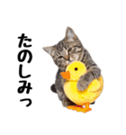 ぎゅっと抱きしめ猫の日常スタンプ（個別スタンプ：22）