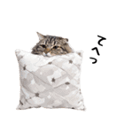 ぎゅっと抱きしめ猫の日常スタンプ（個別スタンプ：23）