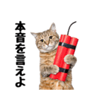 ぎゅっと抱きしめ猫の日常スタンプ（個別スタンプ：24）