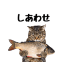 ぎゅっと抱きしめ猫の日常スタンプ（個別スタンプ：25）