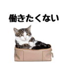 ぎゅっと抱きしめ猫の日常スタンプ（個別スタンプ：26）