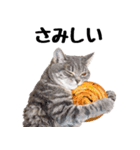 ぎゅっと抱きしめ猫の日常スタンプ（個別スタンプ：28）