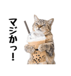 ぎゅっと抱きしめ猫の日常スタンプ（個別スタンプ：30）