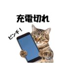 ぎゅっと抱きしめ猫の日常スタンプ（個別スタンプ：31）