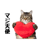 ぎゅっと抱きしめ猫の日常スタンプ（個別スタンプ：33）