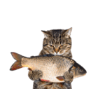 ぎゅっと抱きしめ猫の日常スタンプ（個別スタンプ：34）