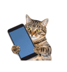 ぎゅっと抱きしめ猫の日常スタンプ（個別スタンプ：35）