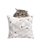 ぎゅっと抱きしめ猫の日常スタンプ（個別スタンプ：36）