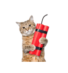 ぎゅっと抱きしめ猫の日常スタンプ（個別スタンプ：39）