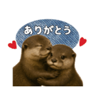 【家族連絡】カワウソ（個別スタンプ：4）