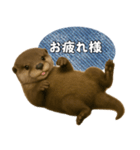 【家族連絡】カワウソ（個別スタンプ：8）