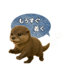 【家族連絡】カワウソ（個別スタンプ：11）