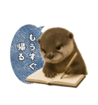 【家族連絡】カワウソ（個別スタンプ：16）