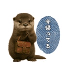 【家族連絡】カワウソ（個別スタンプ：17）