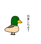理解あるカモくん（個別スタンプ：5）