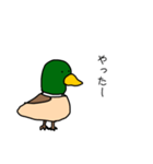 理解あるカモくん（個別スタンプ：24）