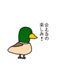 理解あるカモくん（個別スタンプ：29）