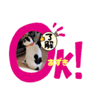 保護猫カフェねこかつ下僕によるスタンプ（個別スタンプ：2）