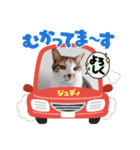 保護猫カフェねこかつ下僕によるスタンプ（個別スタンプ：5）