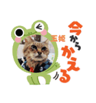 保護猫カフェねこかつ下僕によるスタンプ（個別スタンプ：9）