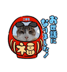 保護猫カフェねこかつ下僕によるスタンプ（個別スタンプ：11）