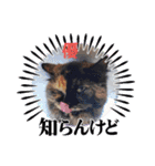 保護猫カフェねこかつ下僕によるスタンプ（個別スタンプ：14）