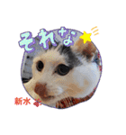 保護猫カフェねこかつ下僕によるスタンプ（個別スタンプ：15）