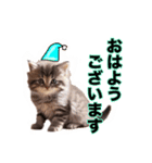毎日のふわふわ子猫スタンプ（個別スタンプ：1）