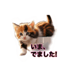 毎日のふわふわ子猫スタンプ（個別スタンプ：3）