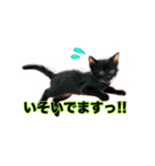 毎日のふわふわ子猫スタンプ（個別スタンプ：4）