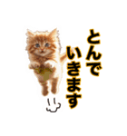 毎日のふわふわ子猫スタンプ（個別スタンプ：5）