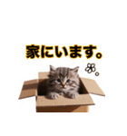 毎日のふわふわ子猫スタンプ（個別スタンプ：8）