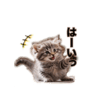 毎日のふわふわ子猫スタンプ（個別スタンプ：10）
