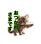 毎日のふわふわ子猫スタンプ（個別スタンプ：11）