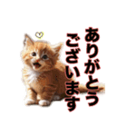 毎日のふわふわ子猫スタンプ（個別スタンプ：12）