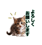 毎日のふわふわ子猫スタンプ（個別スタンプ：13）